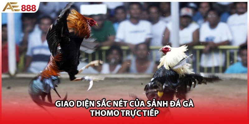 Giao diện sắc nét của sảnh đá gà Thomo trực tiếp